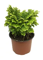 Селагинелла Мартенса - Selaginella martensii D9 H15