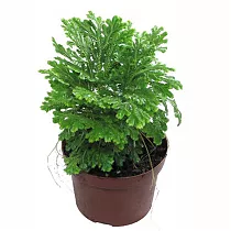 Селагинелла Мартенса - Selaginella martensii D12 H20