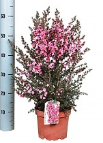 Лептоспермум - Leptospermum D18 H60