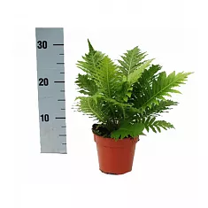 Блехнум - Blechnum D12 H30