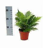 Блехнум - Blechnum D12 H30