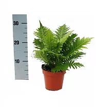 Блехнум - Blechnum D12 H30