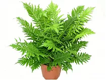 Блехнум - Blechnum D14 H30