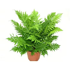 Блехнум - Blechnum D14 H30