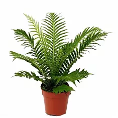 Блехнум - Blechnum D14 H40