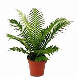 Блехнум - Blechnum D14 H40