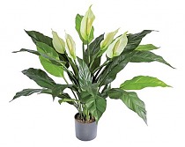 Спацифилум