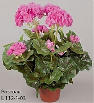 Пеларгония