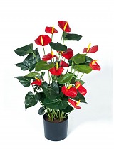 Антуриум де Люкс