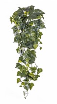 Плющ английский крупнолистный