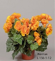 Бегония