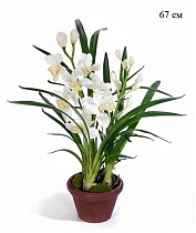 Орхидея Цимбидиум белая