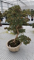 Цветущий бонсай Азалия - Bonsai Rhododendron D30 H73