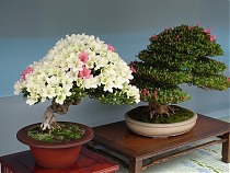 Цветущий бонсай Азалия - Bonsai Rhododendron D20 H35
