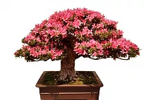 Цветущий бонсай Азалия - Bonsai Rhododendron D25 H40