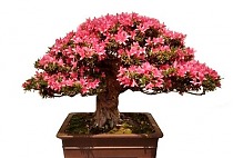 Цветущий бонсай Азалия - Bonsai Rhododendron D25 H40