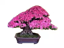 Цветущий бонсай Азалия D25 H30