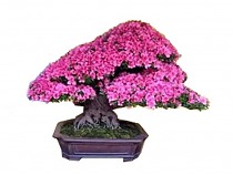 Цветущий бонсай Азалия - Bonsai Rhododendron D25 H30