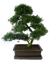 Бонсай Падуб, Дуб каменный, илекс - Bonsai Quercus ilex  D45 H85