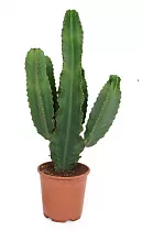 Молочай великий - Euphorbia ingens D24 H80