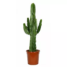 Молочай великий - Euphorbia ingens D27 H100 