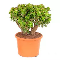 Крассула Овата (Толстянка) - Crassula D32 H60