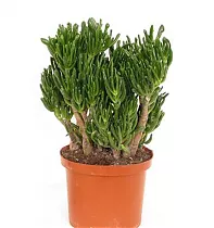 Крассула хоббит -Crassula D35 H60