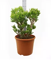 Крассула яйцевидная "Хоббит" и "Голлум" - Crassula ovata 'Gollum' D35 H80