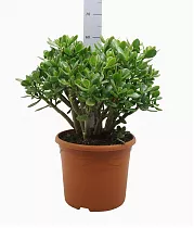 Крассула Овата - Crassula ovata D30 H60