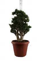 Крассула Овата (Хорн Три) Хорнтри - Crassula ovata 'Horn Tree' D45 H100