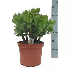 Крассула Овата (Толстянка) - Crassula D23 H60