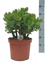 Крассула Овата (Толстянка) - Crassula D23 H60
