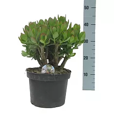 Крассула Овата (Толстянка) - Crassula D21 H40