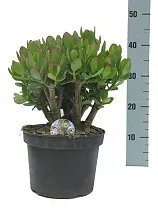 Крассула Овата (Толстянка) - Crassula D21 H40