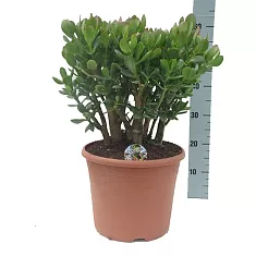 Крассула Овата  (Толстянка) - Crassula  D23 H65