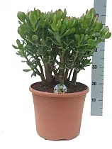 Крассула Овата  (Толстянка) - Crassula  D23 H65