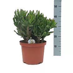 Крассула Хоббит (Толстянка) - Crassula D24 H40