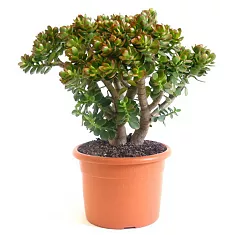 Крассула Овата Минор (Толстянка) - Crassula D25 H70