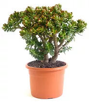 Крассула Овата Минор (Толстянка) - Crassula D25 H70