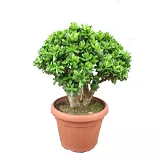 Крассула "Меджикал Три" - Crassula 'Magical Tree' D45 H95