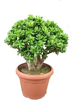 Крассула "Меджикал Три" - Crassula 'Magical Tree' D45 H95