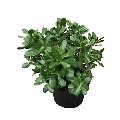 Крассула Овата (Толстянка) - Crassula D24 H40