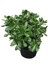 Крассула Овата (Толстянка) - Crassula D24 H40