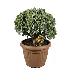 Крассула арборесценс - Crassula arborescens subsp. undilat D25 H40