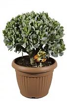 Крассула арборесценс - Crassula arborescens subsp. undilat D25 H40