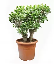 Крассула Овата Сансет - Crassula ovata 'Sunset' D40 H100