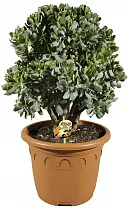 Крассула арборесценс - Crassula arborescens subsp. undilat D32 H65