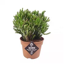 Крассула хоббит - Crassula D23 H50
