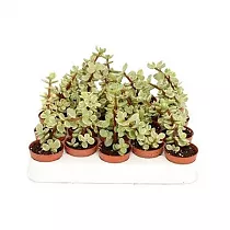 Толстянка портулаковая, или Толстянка лекарственная - Portulacea Afra Variegated D10 H20