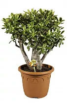 Крассула Хаммелс Сансет - Crassula ovata 'Hummels Sunset' D32 H70
